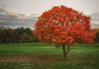 A tree with red leaves in the middle of a field.